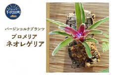 バージンコルクプランツ ブロメリア ネオレゲリア ファイヤーボール 斑入り 群馬県 千代田町 インテリア ナチュラル リラクゼーション 室内栽培 プレゼント 送料無料 趣味 人気 オススメ 初心者 玄関 リビング 壁掛け 株式会社チャーム