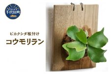 ビカクシダ板付けセット 群馬県 千代田町 インテリア ナチュラル 自然 リラクゼーション 室内栽培 プレゼント 送料無料 趣味 緑 人気 オススメ 初心者 玄関 リビング キッチン 株式会社チャーム