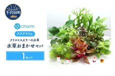 水草 クリスマスカラー おまかせセット 水上葉  群馬県 千代田町 インテリア ナチュラル 自然 リラクゼーション 室内栽培 プレゼント 送料無料 趣味 緑 人気 オススメ 初心者 玄関 リビング 水槽 アクアリウム 株式会社チャーム