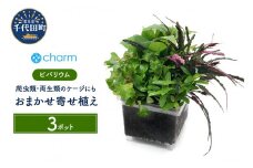 テラリウム ビバリウム用 おまかせ寄植え 水上葉 無農薬 (3個)   群馬県 千代田町 インテリア ナチュラル 自然 リラクゼーション 室内栽培 プレゼント 送料無料 趣味 緑 人気 オススメ 初心者 玄関 リビング 水槽 アクアリウム 株式会社チャーム