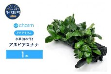水草 アヌビアスナナ 流木付 ＤＸ 水上葉 １本 (約25cm)  群馬県 千代田町 インテリア ナチュラル 自然 リラクゼーション 室内栽培 プレゼント 送料無料 趣味 緑 人気 オススメ 初心者 玄関 リビング 水槽 アクアリウム 株式会社チャーム