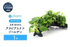 水草 アヌビアスナナ ゴールデン 流木付 ＤＸ 水上葉 １本 (約25cm)   群馬県 千代田町 インテリア ナチュラル 自然 リラクゼーション 室内栽培 プレゼント 送料無料 趣味 緑 人気 オススメ 初心者 玄関 リビング 水槽 アクアリウム 株式会社チャーム
