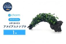 水草 アヌビアスナナ プチ 流木付 ＤＸ 水上葉 １本 (約25cm)  群馬県 千代田町 インテリア ナチュラル 自然 リラクゼーション 室内栽培 プレゼント 送料無料 趣味 緑 人気 オススメ 初心者 玄関 リビング 水槽 アクアリウム 株式会社チャーム
