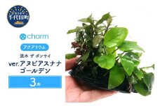 水草 流木 ザ ボンサイ ver アヌビアスナナ ゴールデン Ｓサイズ 水上葉 3本(約15cm)  群馬県 千代田町 インテリア ナチュラル 自然 リラクゼーション 室内栽培 プレゼント 送料無料 趣味 緑 人気 オススメ 初心者 玄関 リビング 水槽 アクアリウム 株式会社チャーム