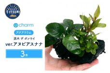 水草 流木 ザ ボンサイ ver アヌビアスナナ Ｓサイズ 水上葉 3本 (約15cm)  群馬県 千代田町 インテリア ナチュラル 自然 リラクゼーション 室内栽培 プレゼント 送料無料 趣味 緑 人気 オススメ 初心者 玄関 リビング 水槽 アクアリウム 株式会社チャーム