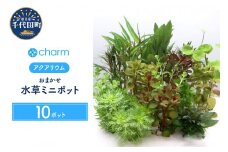 水草 おまかせ水草ミニポット 10ポット セット 水上葉 無農薬  群馬県 千代田町 インテリア ナチュラル 自然 リラクゼーション 室内栽培 プレゼント 送料無料 趣味 緑 人気 オススメ 初心者 玄関 リビング 水槽 アクアリウム 株式会社チャーム