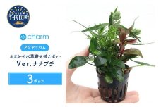 水草 おまかせ水草寄せ植えポット Ｖｅｒ．ナナプチ 水上葉 (３ポット)  群馬県 千代田町 インテリア ナチュラル 自然 リラクゼーション 室内栽培 プレゼント 送料無料 趣味 緑 人気 オススメ 初心者 玄関 リビング 水槽 アクアリウム 株式会社チャーム
