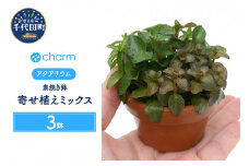 水草 素焼き鉢 寄せ植えミックス 無農薬 (3鉢)  群馬県 千代田町 インテリア ナチュラル 自然 リラクゼーション 室内栽培 プレゼント 送料無料 趣味 緑 人気 オススメ 初心者 玄関 リビング 水槽 アクアリウム 株式会社チャーム