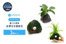 水草 置くだけ簡単 水草付き溶岩石3種セット 水上葉  群馬県 千代田町 インテリア ナチュラル 自然 リラクゼーション 室内栽培 プレゼント 送料無料 趣味 緑 人気 オススメ 初心者 玄関 リビング 水槽 アクアリウム 株式会社チャーム