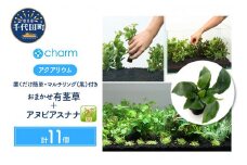 水草 置くだけ簡単 おまかせ 有茎草10種 (計10個) 水上葉 マルチリング（黒）アヌビアスナナ  群馬県 千代田町 インテリア ナチュラル 自然 リラクゼーション 室内栽培 プレゼント 送料無料 趣味 緑 人気 オススメ 初心者 玄関 リビング 水槽 アクアリウム 株式会社チャーム