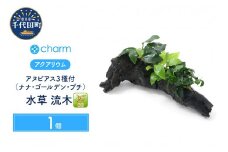 水草 アヌビアス３種（ナナ・ゴールデン・プチ）付流木 Ｌサイズ（約25cm）水上葉 １本  群馬県 千代田町 インテリア ナチュラル 自然 リラクゼーション 室内栽培 プレゼント 送料無料 趣味 緑 人気 オススメ 初心者 玄関 リビング 水槽 アクアリウム 株式会社チャーム