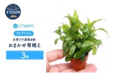 水草 プチ素焼き鉢 おまかせ寄せ植えミックス ～新緑～ 水上葉 無農薬 (３鉢)  群馬県 千代田町 インテリア ナチュラル 自然 リラクゼーション 室内栽培 プレゼント 送料無料 趣味 緑 人気 オススメ 初心者 玄関 リビング 水槽 アクアリウム 株式会社チャーム