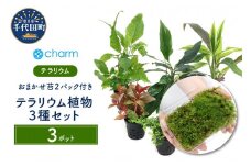テラリウム おまかせテラリウム用植物 ３種セット おまかせ苔２パックセット 本州四国限定  群馬県 千代田町 インテリア ナチュラル 自然 リラクゼーション 室内栽培 プレゼント 送料無料 趣味 緑 人気 オススメ 初心者 玄関 リビング 水槽 アクアリウム 株式会社チャーム