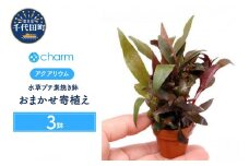 水草 プチ素焼き鉢 おまかせ寄せ植えミックス ～紅葉～ 水上葉 無農薬 (３鉢)  群馬県 千代田町 インテリア ナチュラル 自然 リラクゼーション 室内栽培 プレゼント 送料無料 趣味 緑 人気 オススメ 初心者 玄関 リビング 水槽 アクアリウム 株式会社チャーム