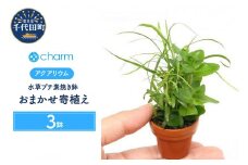 水草 プチ素焼き鉢 おまかせ寄せ植えミックス 水上葉  無農薬 (３鉢)  群馬県 千代田町 インテリア ナチュラル 自然 リラクゼーション 室内栽培 プレゼント 送料無料 趣味 緑 人気 オススメ 初心者 玄関 リビング 水槽 アクアリウム 株式会社チャーム