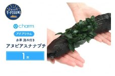 水草 アヌビアスナナ プチ 流木付 Ｌサイズ 水上葉 1本 (約25cm)  群馬県 千代田町 インテリア ナチュラル 自然 リラクゼーション 室内栽培 プレゼント 送料無料 趣味 緑 人気 オススメ 初心者 玄関 リビング 水槽 アクアリウム 株式会社チャーム