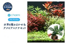 水草 おまかせ水上葉 レイアウトセット 30cm 水槽用 6種＋ライフマルチ アヌビアスナナ (１個)  群馬県 千代田町 インテリア ナチュラル 自然 リラクゼーション 室内栽培 プレゼント 送料無料 趣味 緑 人気 オススメ 初心者 玄関 リビング 水槽 アクアリウム 株式会社チャーム