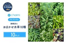 水草 発根済み オリジナル水草ポット おまかせ有茎草 10種 水上葉 無農薬 (10ポット)  群馬県 千代田町 インテリア ナチュラル 自然 リラクゼーション 室内栽培 プレゼント 送料無料 趣味 緑 人気 オススメ 初心者 玄関 リビング 水槽 アクアリウム 株式会社チャーム