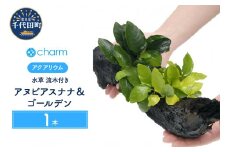 水草 アヌビアスナナ＆ゴールデン 流木付 Ｌサイズ 水上葉 1本 (約25cm)  群馬県 千代田町 インテリア ナチュラル 自然 リラクゼーション 室内栽培 プレゼント 送料無料 趣味 緑 人気 オススメ 初心者 玄関 リビング 水槽 アクアリウム 株式会社チャーム