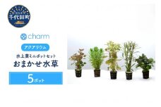 水草 ミニ おまかせセット 5ポット  群馬県 千代田町 インテリア ナチュラル 自然 リラクゼーション 室内栽培 プレゼント 送料無料 趣味 緑 人気 オススメ 初心者 玄関 リビング 水槽 アクアリウム 株式会社チャーム