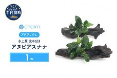 水草 アヌビアスナナ 流木付 1本 Lサイズ 約25cm  群馬県 千代田町 インテリア ナチュラル 自然 リラクゼーション 室内栽培 プレゼント 送料無料 趣味 緑 人気 オススメ 初心者 玄関 リビング 水槽 アクアリウム 株式会社チャーム