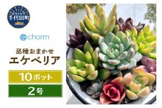 観葉植物 エケベリア 品種おまかせ 2号 (10ポット) 品種名のラベル付き  群馬県 千代田町 インテリア ナチュラル かわいい リラクゼーション 室内栽培 プレゼント ギフト 贈答用 送料無料 趣味 風水 緑 ライフスタイル 人気 オススメ 初心者 玄関 リビング キッチン 株式会社チャーム