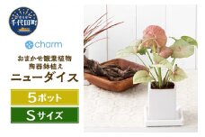 観葉植物 おまかせ観葉植物 陶器鉢植え ニューダイスＳ ＷＨ (5鉢) 受け皿付き 北海道冬季発送不可  群馬県 千代田町 インテリア ナチュラル かわいい リラクゼーション 室内栽培 プレゼント ギフト 贈答用 送料無料 趣味 風水 緑 ライフスタイル 人気 オススメ 初心者 玄関 リビング キッチン 株式会社チャーム