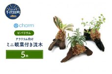 観葉植物 テラリウム向け ミニ観葉付流木 Ｓサイズ (約15cm) 5本  群馬県 千代田町 インテリア ナチュラル かわいい リラクゼーション 室内栽培 プレゼント ギフト 贈答用 送料無料 趣味 風水 緑 ライフスタイル 人気 オススメ 初心者 玄関 リビング キッチン 株式会社チャーム