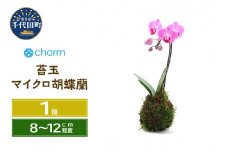観葉植物 苔玉 マイクロ胡蝶蘭 Ｖｅｒ．這苔（１個） 北海道冬季発送不可  群馬県 千代田町 インテリア ナチュラル かわいい リラクゼーション 室内栽培 プレゼント ギフト 贈答用 送料無料 趣味 風水 緑 ライフスタイル 人気 オススメ 初心者 玄関 リビング キッチン 株式会社チャーム