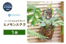 観葉植物 バージンコルクプランツ ヒメモンステラ（１個） 北海道冬季発送不可  群馬県 千代田町 インテリア ナチュラル かわいい リラクゼーション 室内栽培 プレゼント ギフト 贈答用 送料無料 趣味 風水 緑 ライフスタイル 人気 オススメ 初心者 玄関 リビング キッチン 株式会社チャーム