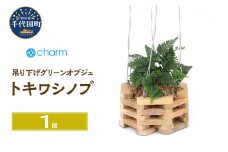 観葉植物 トキワシノブ チーク材バスケット植え 八角形 小サイズ（１鉢）北海道冬季発送不可 北海道冬季発送不可  群馬県 千代田町 インテリア ナチュラル かわいい リラクゼーション 室内栽培 プレゼント ギフト 贈答用 送料無料 趣味 風水 緑 ライフスタイル 人気 オススメ 初心者 玄関 リビング キッチン 株式会社チャーム