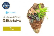 観葉植物 バージンコルクプランツ ミニ観葉３種 品種おまかせ（１個） 北海道冬季発送不可  群馬県 千代田町 インテリア ナチュラル かわいい リラクゼーション 室内栽培 プレゼント ギフト 贈答用 送料無料 趣味 風水 緑 ライフスタイル 人気 オススメ 初心者 玄関 リビング キッチン 株式会社チャーム