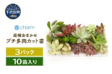 観葉植物 おまかせプチ多肉 カット苗 １０苗入り（３パック） 群馬県 千代田町 インテリア ナチュラル かわいい リラクゼーション 室内栽培 プレゼント ギフト 贈答用 送料無料 趣味 風水 緑 ライフスタイル 人気 オススメ 初心者 玄関 リビング キッチン 株式会社チャーム