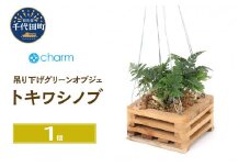 観葉植物 トキワシノブ チーク材 バスケット植え 四角形 小サイズ（１鉢） 北海道冬季発送不可  群馬県 千代田町 インテリア ナチュラル かわいい リラクゼーション 室内栽培 プレゼント ギフト 贈答用 送料無料 趣味 風水 緑 ライフスタイル 人気 オススメ 初心者 玄関 リビング キッチン 株式会社チャーム