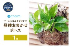 観葉植物 バージンコルクプランツ ポトス 品種おまかせ（１個）北海道冬季発送不可  群馬県 千代田町 インテリア ナチュラル かわいい リラクゼーション 室内栽培 プレゼント ギフト 贈答用 送料無料 趣味 風水 緑 ライフスタイル 人気 オススメ 初心者 玄関 リビング キッチン 株式会社チャーム