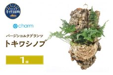 観葉植物 バージンコルクプランツ トキワシノブ（１個） 北海道冬季発送不可  群馬県 千代田町 インテリア ナチュラル かわいい リラクゼーション 室内栽培 プレゼント ギフト 贈答用 送料無料 趣味 風水 緑 ライフスタイル 人気 オススメ 初心者 玄関 リビング キッチン 株式会社チャーム