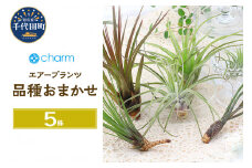 観葉植物 エアープランツ 品種おまかせ （５株） 北海道冬季発送不可  群馬県 千代田町 インテリア ナチュラル かわいい リラクゼーション 室内栽培 プレゼント ギフト 贈答用 送料無料 趣味 風水 緑 ライフスタイル 人気 オススメ 初心者 玄関 リビング キッチン 株式会社チャーム