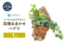 観葉植物 バージンコルクプランツ ヘデラ 品種おまかせ（１個） 北海道冬季発送不可  群馬県 千代田町 インテリア ナチュラル かわいい リラクゼーション 室内栽培 プレゼント ギフト 贈答用 送料無料 趣味 風水 緑 ライフスタイル 人気 オススメ 初心者 玄関 リビング キッチン 株式会社チャーム