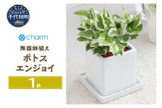 観葉植物 ポトス エンジョイ 陶器鉢植え ダイスＭ白（１鉢） 受皿付 セラミス 北海道冬季発送不可  群馬県 千代田町 インテリア ナチュラル かわいい リラクゼーション 室内栽培 プレゼント ギフト 贈答用 送料無料 趣味 風水 緑 ライフスタイル 人気 オススメ 初心者 玄関 リビング キッチン 株式会社チャーム
