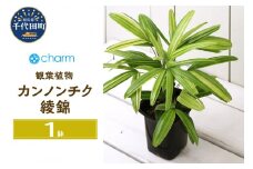 観葉植物 ヤシ カンノンチク 観音竹 綾錦 ４号（１鉢） 北海道冬季発送不可  群馬県 千代田町 インテリア ナチュラル かわいい リラクゼーション 室内栽培 プレゼント ギフト 贈答用 送料無料 趣味 風水 緑 ライフスタイル 人気 オススメ 初心者 玄関 リビング キッチン 株式会社チャーム