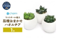 観葉植物 ハオルチア 品種おまかせ マットボールＳ植え（１鉢） 受皿付 軽石砂 北海道冬季発送不可  群馬県 千代田町 インテリア ナチュラル かわいい リラクゼーション 室内栽培 プレゼント ギフト 贈答用 送料無料 趣味 風水 緑 ライフスタイル 人気 オススメ 初心者 玄関 リビング キッチン 株式会社チャーム