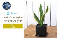 観葉植物 サンスベリア 陶器鉢植え マットブラック塗装鉢（１鉢）受け皿付き 溶岩砂 陶器 おしゃれ 虎の尾 幸運 縁起 北海道冬季発送不可  群馬県 千代田町 インテリア ナチュラル 自然 プレゼント ギフト 贈答用 送料無料 趣味 風水 緑 人気 オススメ 初心者 玄関 自家栽培 株式会社チャーム