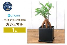 観葉植物 ガジュマル 陶器鉢植え マットブラック塗装鉢（１鉢）受け皿付き 溶岩砂 陶器 おしゃれ 多幸の木 幸運 縁起 北海道冬季発送不可  群馬県 千代田町 インテリア ナチュラル 自然 プレゼント ギフト 贈答用 送料無料 趣味 風水 緑 人気 オススメ 初心者 玄関 自家栽培 株式会社チャーム