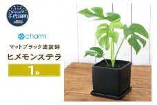 観葉植物 ヒメモンステラ 陶器鉢植え マットブラック塗装鉢（１鉢）受け皿付き 溶岩砂 インテリア おしゃれ 幸運 縁起 北海道冬季発送不可  群馬県 千代田町 インテリア ナチュラル 自然 プレゼント ギフト 贈答用 送料無料 趣味 風水 緑 人気 オススメ 初心者 玄関 自家栽培 株式会社チャーム