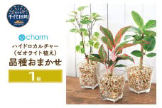 観葉植物 品種おまかせハイドロカルチャー ９φサイズ ゼオライト植え（１個） 北海道冬季発送不可  群馬県 千代田町 インテリア ナチュラル 自然 プレゼント ギフト 贈答用 送料無料 趣味 風水 緑 人気 オススメ 初心者 玄関 自家栽培 株式会社チャーム