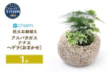 観葉植物 苔盆栽 アスパラガス・ナナス＆ヘデラ おまかせ 抗火石鉢植え Ｍサイズ（１鉢）苔 北海道冬季発送不可  群馬県 千代田町 インテリア ナチュラル 自然 プレゼント ギフト 贈答用 送料無料 趣味 風水 緑 人気 オススメ 初心者 玄関 自家栽培 株式会社チャーム