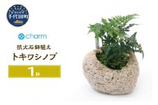 観葉植物 苔盆栽 トキワシノブ 抗火石鉢植え Ｍサイズ（１鉢）苔 北海道冬季発送不可  群馬県 千代田町 インテリア ナチュラル 自然 プレゼント ギフト 贈答用 送料無料 趣味 風水 緑 人気 オススメ 初心者 玄関 自家栽培 株式会社チャーム