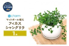 観葉植物 フィカス シャングリラ つる性ガジュマル マットボールＭ植え（１鉢） 受皿付 軽石砂 北海道冬季発送不可  群馬県 千代田町 インテリア ナチュラル 自然 プレゼント ギフト 贈答用 送料無料 趣味 風水 緑 人気 オススメ 初心者 玄関 自家栽培 株式会社チャーム