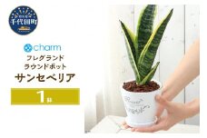 観葉植物 サンセベリア フレグランドラウンドポットＸＳ植え（１鉢） 受皿付 セラミス 北海道冬季発送不可  群馬県 千代田町 インテリア ナチュラル 自然 プレゼント ギフト 贈答用 送料無料 趣味 風水 緑 人気 オススメ 初心者 玄関 自家栽培 株式会社チャーム