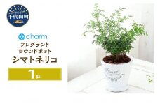 観葉植物 シマトネリコ フレグランドラウンドポットＸＳ植え（１鉢） 受皿付 セラミス 北海道冬季発送不可  群馬県 千代田町 インテリア ナチュラル 自然 プレゼント ギフト 贈答用 送料無料 趣味 風水 緑 人気 オススメ 初心者 玄関 自家栽培 株式会社チャーム